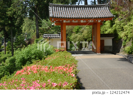 三室戸寺 山門とさつき(京都府宇治市) 三室戸寺 山門とさつき(京都府宇治市) 124212474