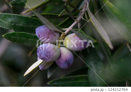 Freshly ripening olives hang gracefully among lush green leaves under warm sunlight 124212764