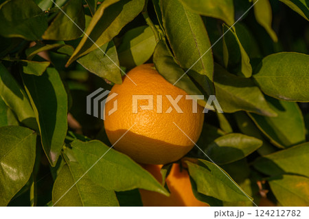 Vibrant oranges nestled among lush green leaves under a warm sunlight in an orchard 124212782