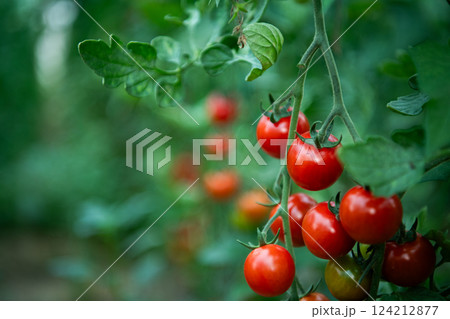 Vibrant and Healthy Ripe Tomatoes Grown in a Greenhouse for Ultimate Freshness. 124212877