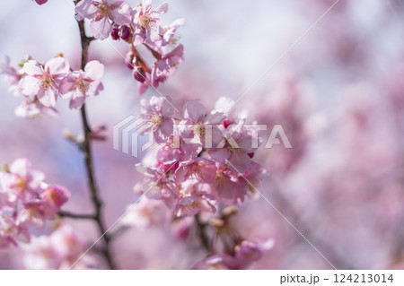 青空と21世紀の森公園に咲く河津桜　福島県いわき市 124213014