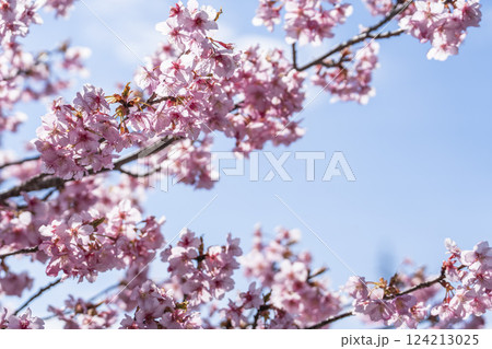 青空と21世紀の森公園に咲く河津桜　福島県いわき市 124213025