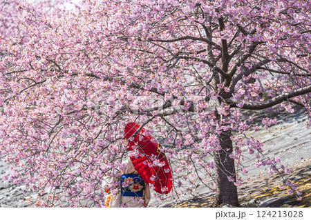 青空と21世紀の森公園に咲く河津桜 福島県いわき市 青空と21世紀の森公園に咲く河津桜 福島県いわき市 124213028