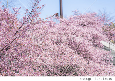青空と21世紀の森公園に咲く河津桜 福島県いわき市 青空と21世紀の森公園に咲く河津桜 福島県いわき市 124213030