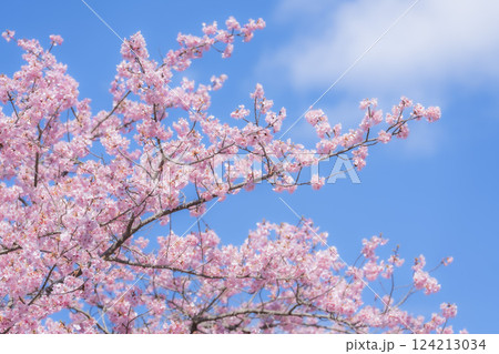 青空と21世紀の森公園に咲く河津桜　福島県いわき市 124213034