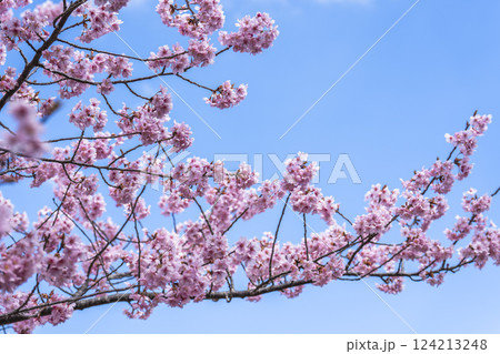 青空と勿来発電所に咲く河津桜　福島県いわき市 124213248