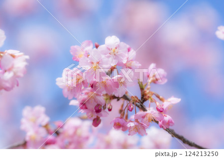 青空と勿来発電所に咲く河津桜 福島県いわき市 青空と勿来発電所に咲く河津桜 福島県いわき市 124213250