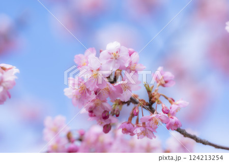青空と勿来発電所に咲く河津桜　福島県いわき市 124213254