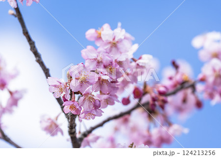 青空と勿来発電所に咲く河津桜 福島県いわき市 青空と勿来発電所に咲く河津桜 福島県いわき市 124213256