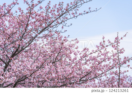 青空と勿来発電所に咲く河津桜　福島県いわき市 124213261