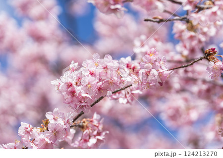 青空と勿来発電所に咲く河津桜　福島県いわき市 124213270