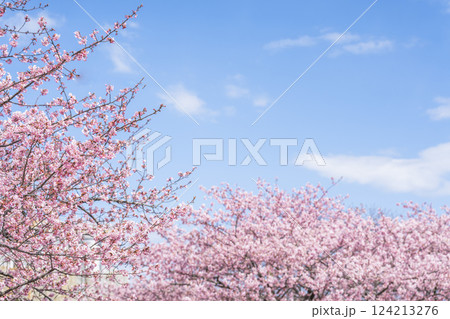 青空と勿来発電所に咲く河津桜 福島県いわき市 青空と勿来発電所に咲く河津桜 福島県いわき市 124213276