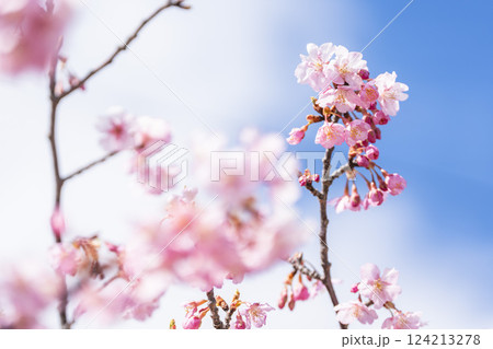 青空と勿来発電所に咲く河津桜　福島県いわき市 124213278