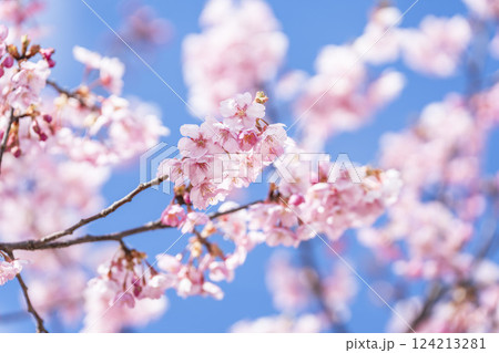 青空と勿来発電所に咲く河津桜　福島県いわき市 124213281