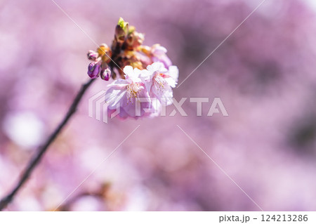 青空と勿来発電所に咲く河津桜　福島県いわき市 124213286
