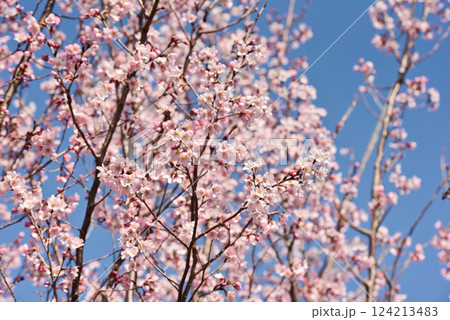 桜　啓翁桜（けいおうざくら） 124213483