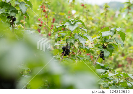 Freshly Picked Blueberries Ready for Harvest: Natures Sweet Delight. Freshly Picked Blueberries Ready for Harvest: Natures Sweet Delight. 124213636