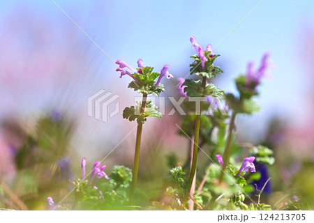 ホトケノザ 124213705