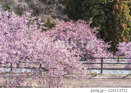 青空と21世紀の森公園に咲く河津桜 福島県いわき市 青空と21世紀の森公園に咲く河津桜 福島県いわき市 124213751
