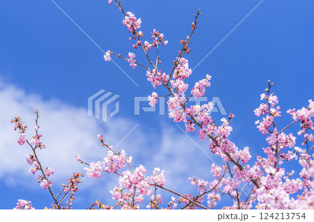 青空と21世紀の森公園に咲く河津桜 福島県いわき市 青空と21世紀の森公園に咲く河津桜 福島県いわき市 124213754