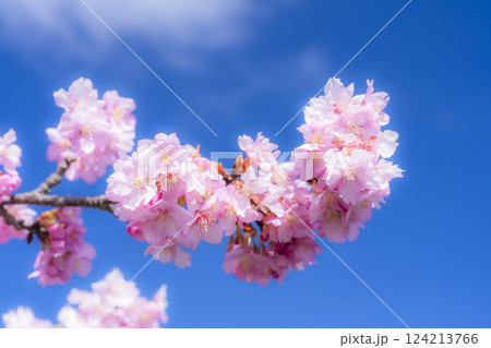 青空と21世紀の森公園に咲く河津桜　福島県いわき市 124213766