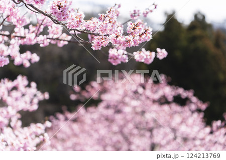 青空と21世紀の森公園に咲く河津桜　福島県いわき市 124213769