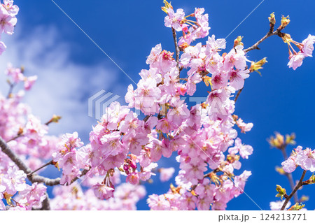 青空と21世紀の森公園に咲く河津桜　福島県いわき市 124213771