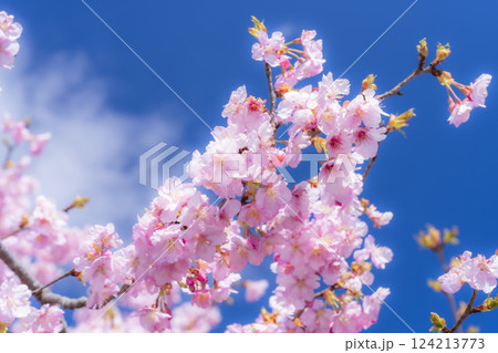 青空と21世紀の森公園に咲く河津桜　福島県いわき市 124213773