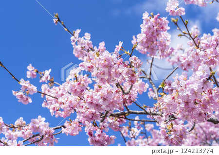 青空と21世紀の森公園に咲く河津桜　福島県いわき市 124213774