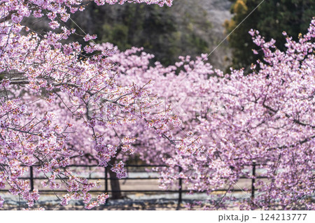 青空と21世紀の森公園に咲く河津桜 福島県いわき市 青空と21世紀の森公園に咲く河津桜 福島県いわき市 124213777