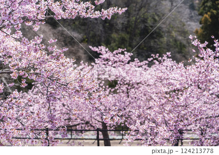 青空と21世紀の森公園に咲く河津桜　福島県いわき市 124213778