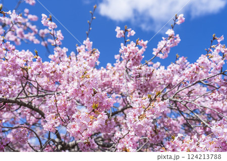 青空と21世紀の森公園に咲く河津桜　福島県いわき市 124213788