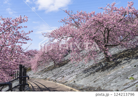 青空と21世紀の森公園に咲く河津桜　福島県いわき市 124213796