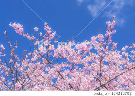 青空と21世紀の森公園に咲く河津桜　福島県いわき市 124213798