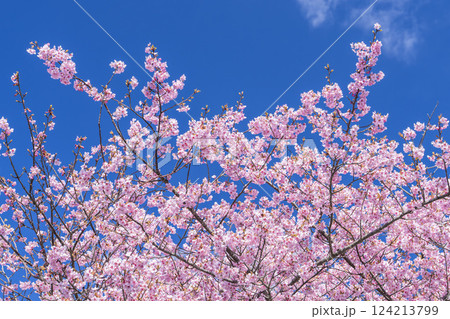 青空と21世紀の森公園に咲く河津桜　福島県いわき市 124213799
