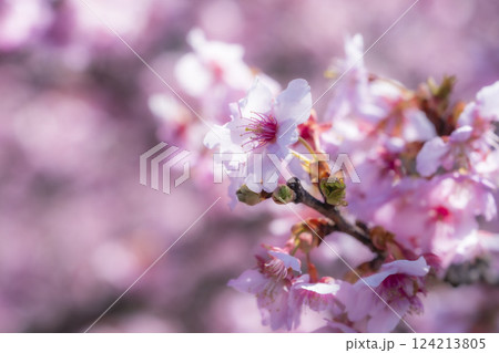 青空と21世紀の森公園に咲く河津桜 福島県いわき市 青空と21世紀の森公園に咲く河津桜 福島県いわき市 124213805