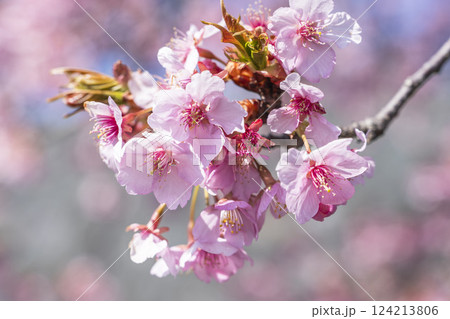 青空と21世紀の森公園に咲く河津桜　福島県いわき市 124213806