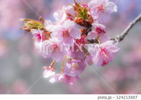 青空と21世紀の森公園に咲く河津桜　福島県いわき市 124213807