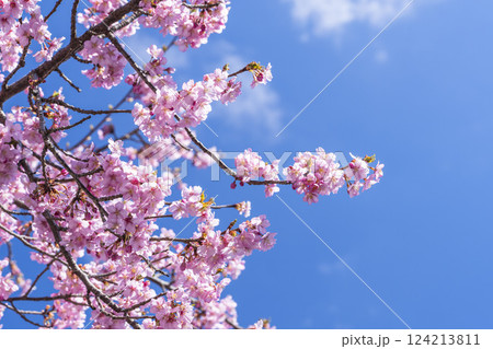 青空と21世紀の森公園に咲く河津桜　福島県いわき市 124213811