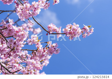 青空と21世紀の森公園に咲く河津桜 福島県いわき市 青空と21世紀の森公園に咲く河津桜 福島県いわき市 124213814