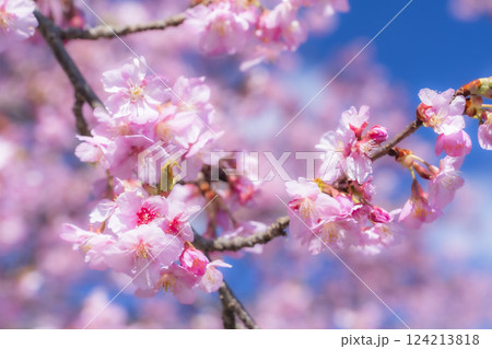 青空と21世紀の森公園に咲く河津桜　福島県いわき市 124213818