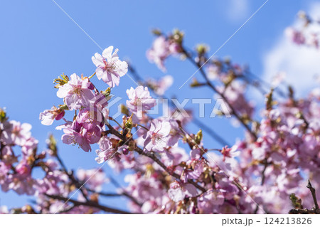 青空と21世紀の森公園に咲く河津桜　福島県いわき市 124213826