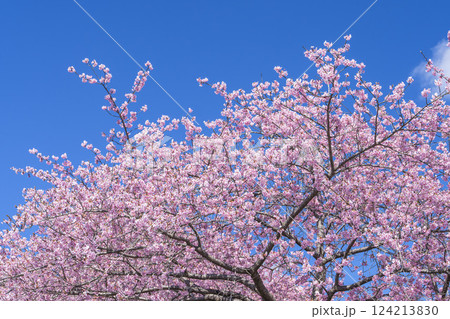 青空と21世紀の森公園に咲く河津桜 福島県いわき市 青空と21世紀の森公園に咲く河津桜 福島県いわき市 124213830