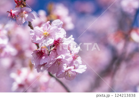 青空と21世紀の森公園に咲く河津桜　福島県いわき市 124213838