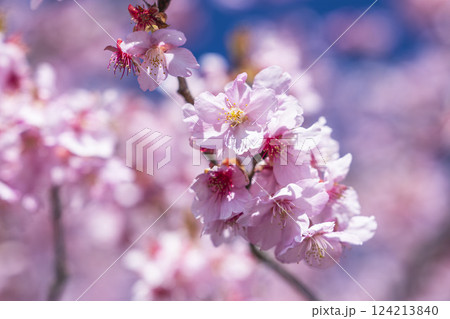 青空と21世紀の森公園に咲く河津桜　福島県いわき市 124213840