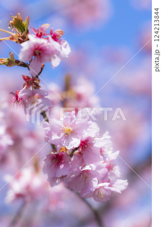 青空と21世紀の森公園に咲く河津桜　福島県いわき市 124213844