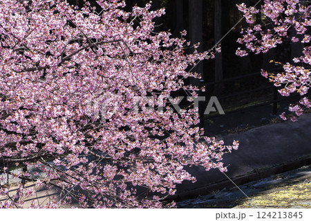 青空と21世紀の森公園に咲く河津桜　福島県いわき市 124213845