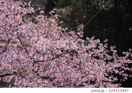 青空と21世紀の森公園に咲く河津桜 福島県いわき市 青空と21世紀の森公園に咲く河津桜 福島県いわき市 124213847