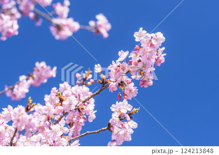 青空と21世紀の森公園に咲く河津桜　福島県いわき市 124213848