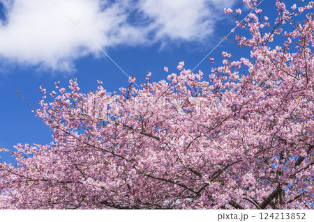 青空と21世紀の森公園に咲く河津桜　福島県いわき市 124213852